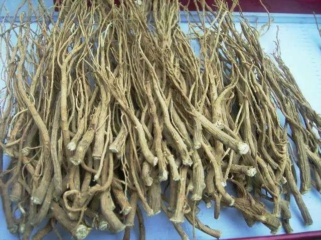 图片[17]-河北种植什么最赚钱-【药都资讯】目前种植这些药材前景最好！最赚钱！-优创圈
