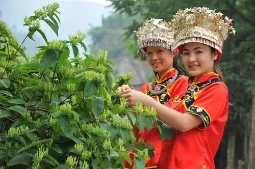 图片[8]-河北种植什么最赚钱-【药都资讯】目前种植这些药材前景最好！最赚钱！-优创圈