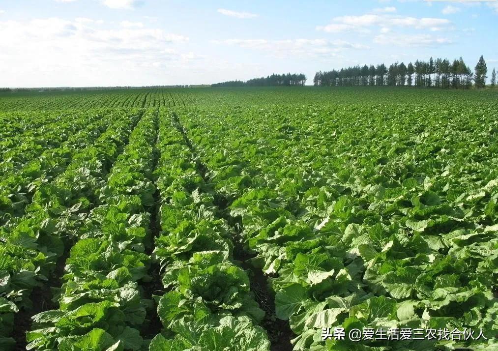 在家养什么最赚钱_在家养什么能赚钱把稳_在家赚钱养活自己