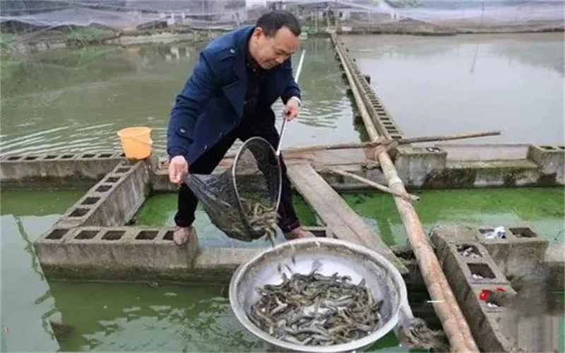 农民养什么能赚钱_农村人养什么赚钱_农村如何挣钱养家