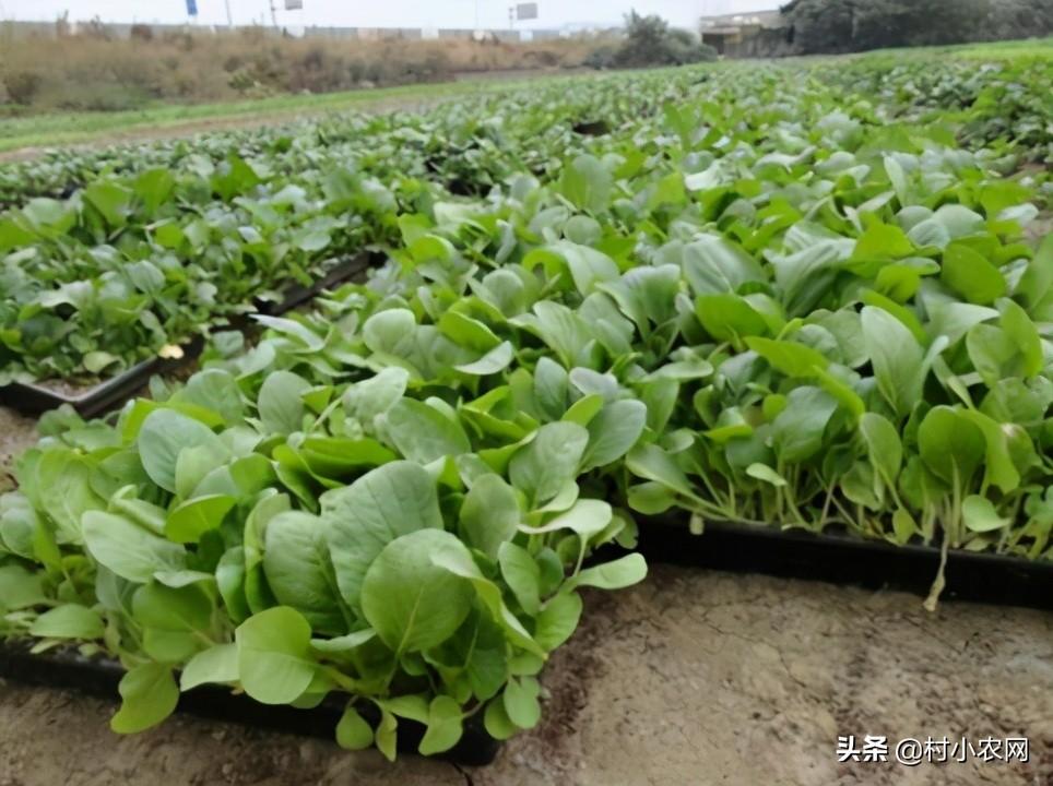 赚快钱的项目_能赚钱快速项目的软件_什么项目能快速赚钱