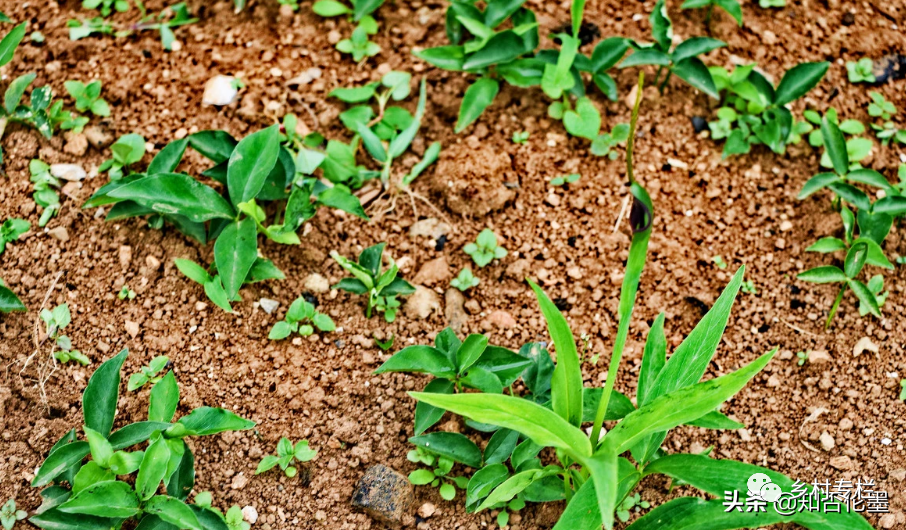 南方种植赚钱农村赚钱吗_南方农村种植什么赚钱不愁销路_南方农村种植什么赚钱