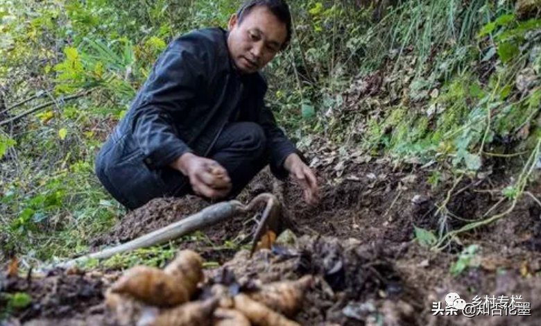 南方种植赚钱农村赚钱吗_南方农村种植什么赚钱不愁销路_南方农村种植什么赚钱