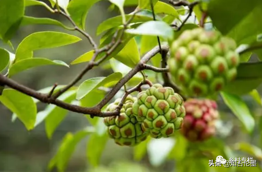 南方种植赚钱农村赚钱吗_南方农村种植什么赚钱不愁销路_南方农村种植什么赚钱