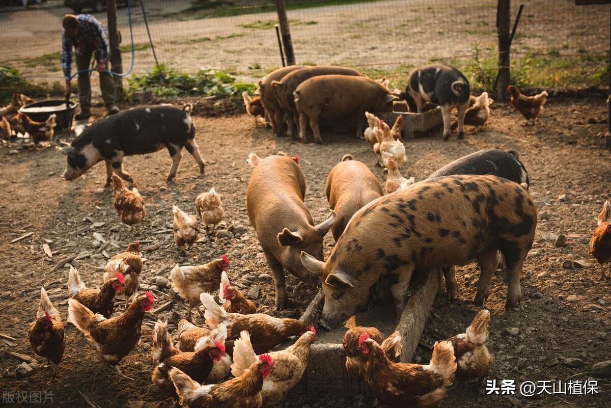 农民养殖什么最赚钱_养殖农民赚钱多吗_养殖农民赚钱吗