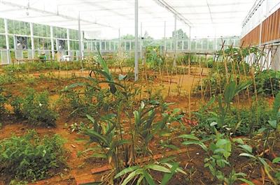 药材赚钱广东种植吗_广东种植什么药材最赚钱_广东种什么药材最赚钱