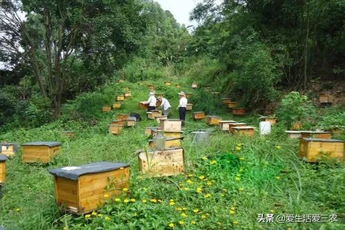 养殖业赚钱做什么好_养殖业赚钱做什么_做什么养殖业赚钱