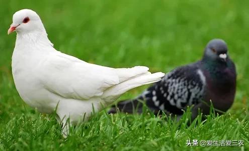 养殖业赚钱做什么好_养殖业赚钱做什么_做什么养殖业赚钱