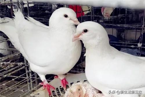 养殖业赚钱做什么好_做什么养殖业赚钱_养殖业赚钱做什么