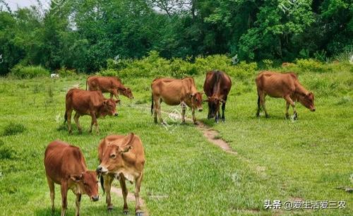 做什么养殖业赚钱_养殖业赚钱做什么_养殖业赚钱做什么好