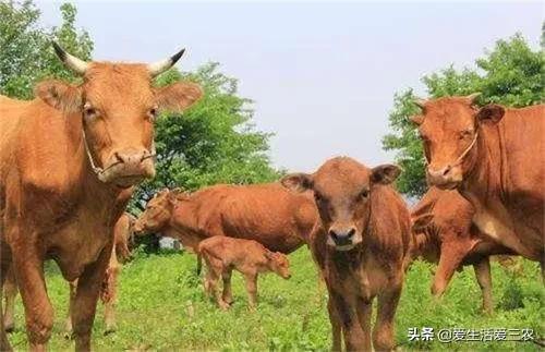 养殖业赚钱做什么_养殖业赚钱做什么好_做什么养殖业赚钱