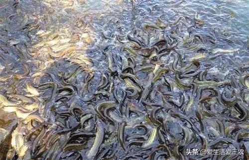 做什么养殖业赚钱_养殖业赚钱做什么好_养殖业赚钱做什么