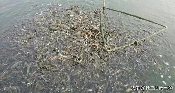 养殖业赚钱做什么好_养殖业赚钱做什么_做什么养殖业赚钱