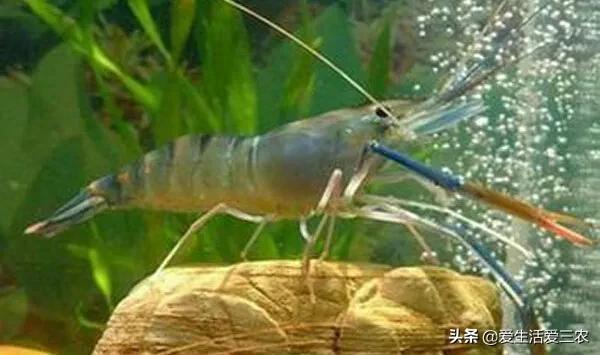 养殖业赚钱做什么_做什么养殖业赚钱_养殖业赚钱做什么好