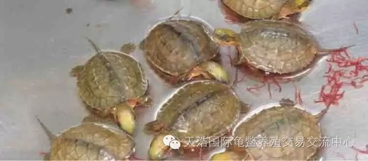 什么龟最好养 最赚钱_养龟副业_2021年养龟赚钱吗