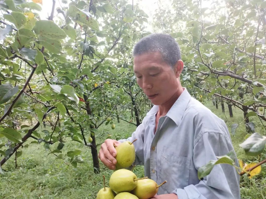 河南种什么果树最赚钱_河南种果树有补贴吗_种果树赚钱金