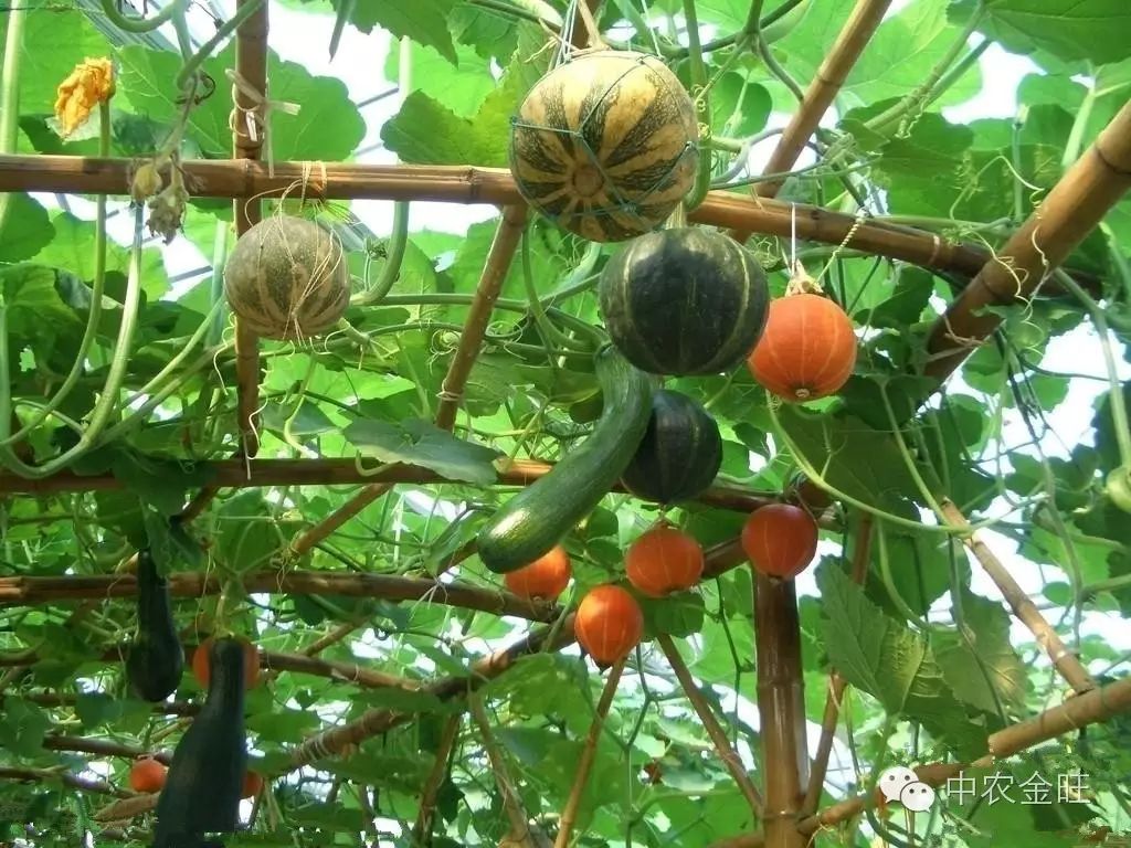 北方大棚种植什么最赚钱-寒冷冬季，蔬菜大棚种植什么效益最好？