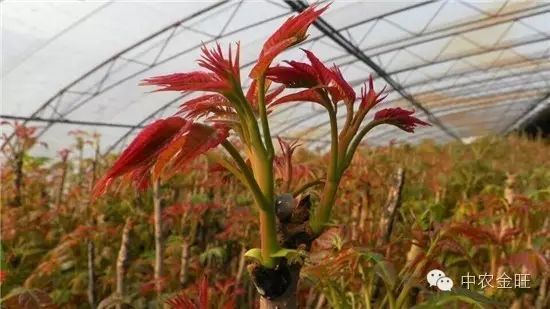 北方大棚种植赚钱不_北方大棚种植啥最挣钱_北方大棚种植什么最赚钱