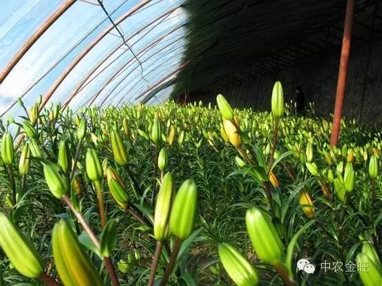 北方大棚种植啥最挣钱_北方大棚种植什么最赚钱_北方大棚种植赚钱不