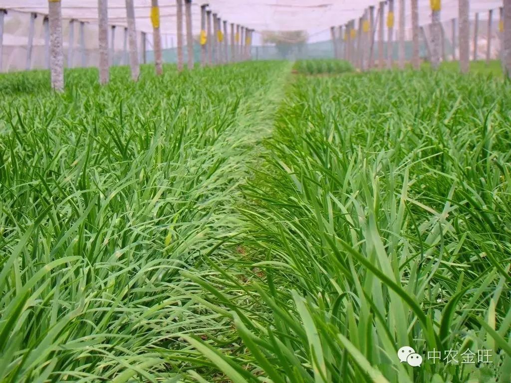 北方大棚种植赚钱不_北方大棚种植啥最挣钱_北方大棚种植什么最赚钱