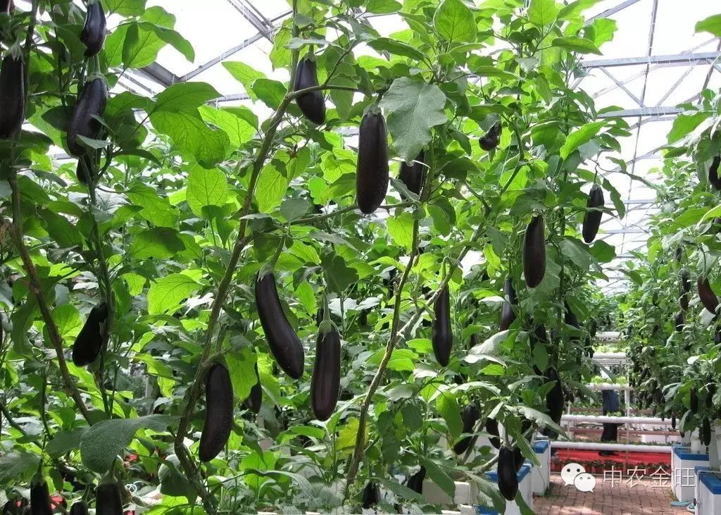 北方大棚种植赚钱不_北方大棚种植什么最赚钱_北方大棚种植啥最挣钱