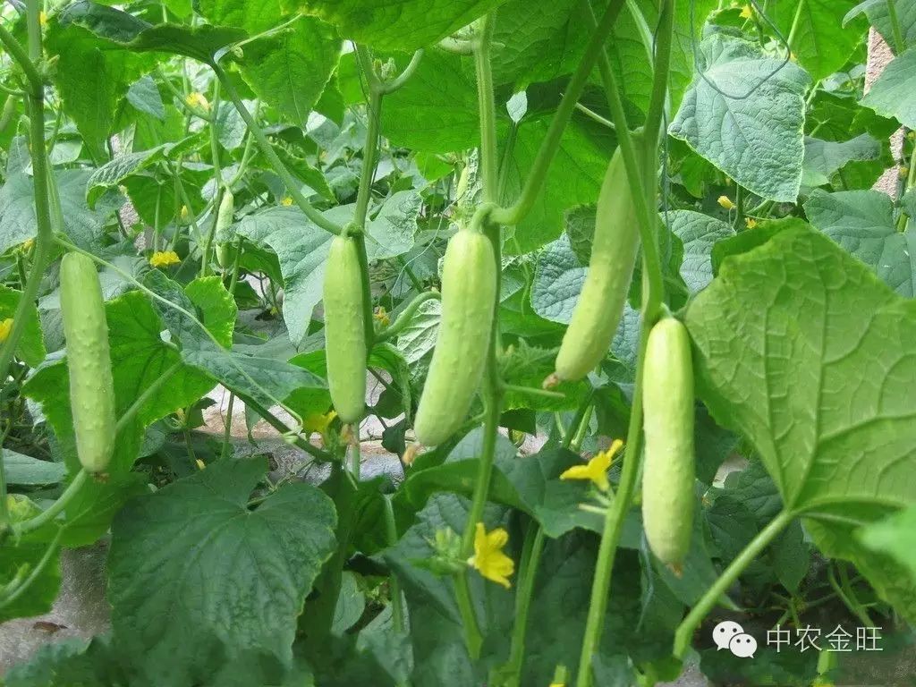 北方大棚种植什么最赚钱_北方大棚种植啥最挣钱_北方大棚种植赚钱不