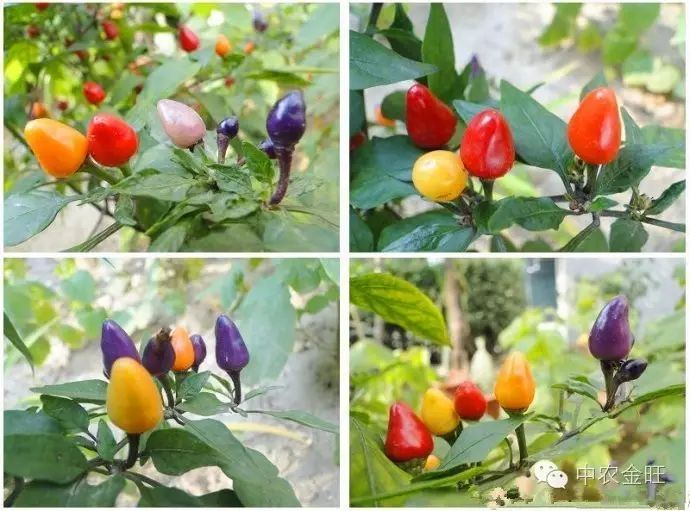北方大棚种植赚钱不_北方大棚种植什么最赚钱_北方大棚种植啥最挣钱