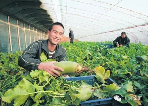 北方大棚种植啥最挣钱_北方大棚种植什么最赚钱_北方大棚种植赚钱不