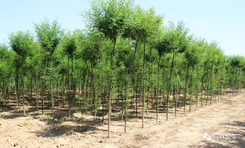 赚钱的树_赚钱的种植_未来种植什么树最赚钱