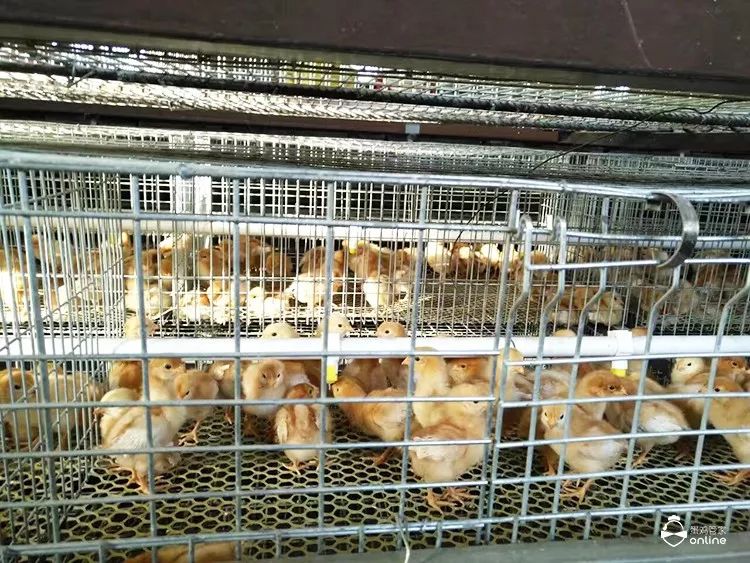 现在养鸡为什么不赚钱-思路 | 养鸡到底赚不赚钱，2018年完美解答！-优创圈