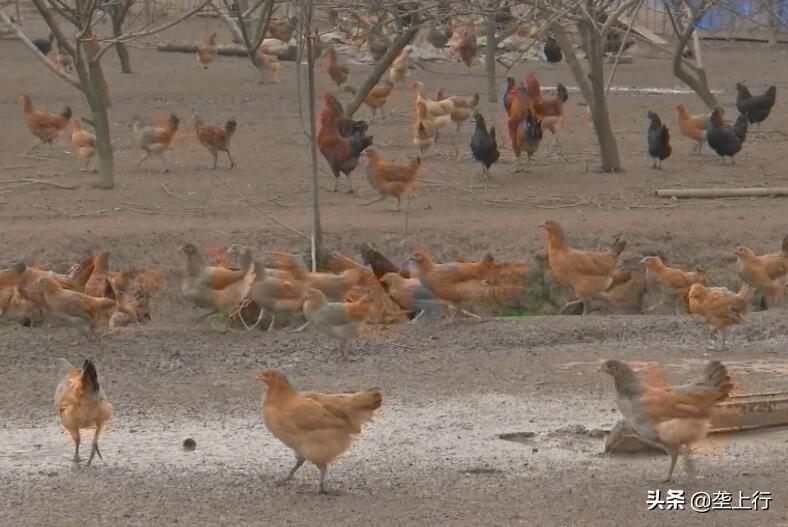 养鸡赚钱_养种鸡利润怎样_养什么鸡种最赚钱