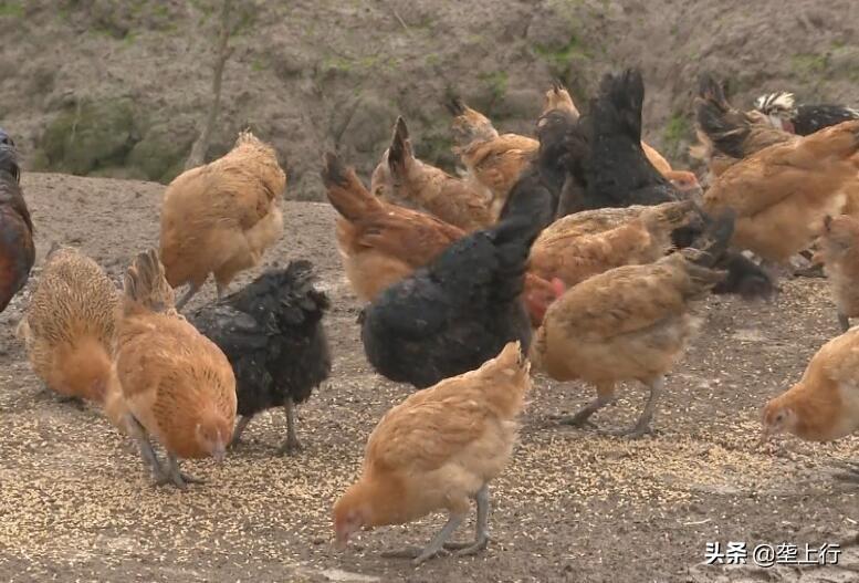 养鸡赚钱_养什么鸡种最赚钱_养种鸡利润怎样