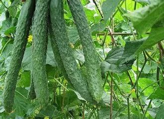 冬季大棚种植什么最赚钱-冬季大棚黄瓜的种植技术-优创圈
