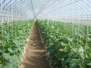 冬季大棚种植赚钱不_冬季大棚种植什么最赚钱_冬季大棚种植赚钱吗