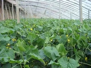 冬季大棚种植赚钱不_冬季大棚种植赚钱吗_冬季大棚种植什么最赚钱
