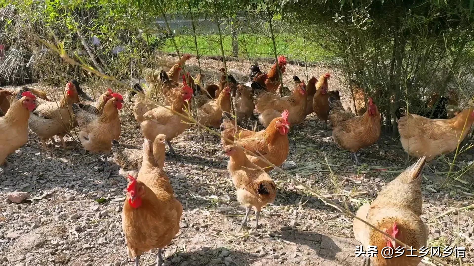 养鸡赚钱利润大吗_养种鸡利润怎样_养什么鸡种最赚钱