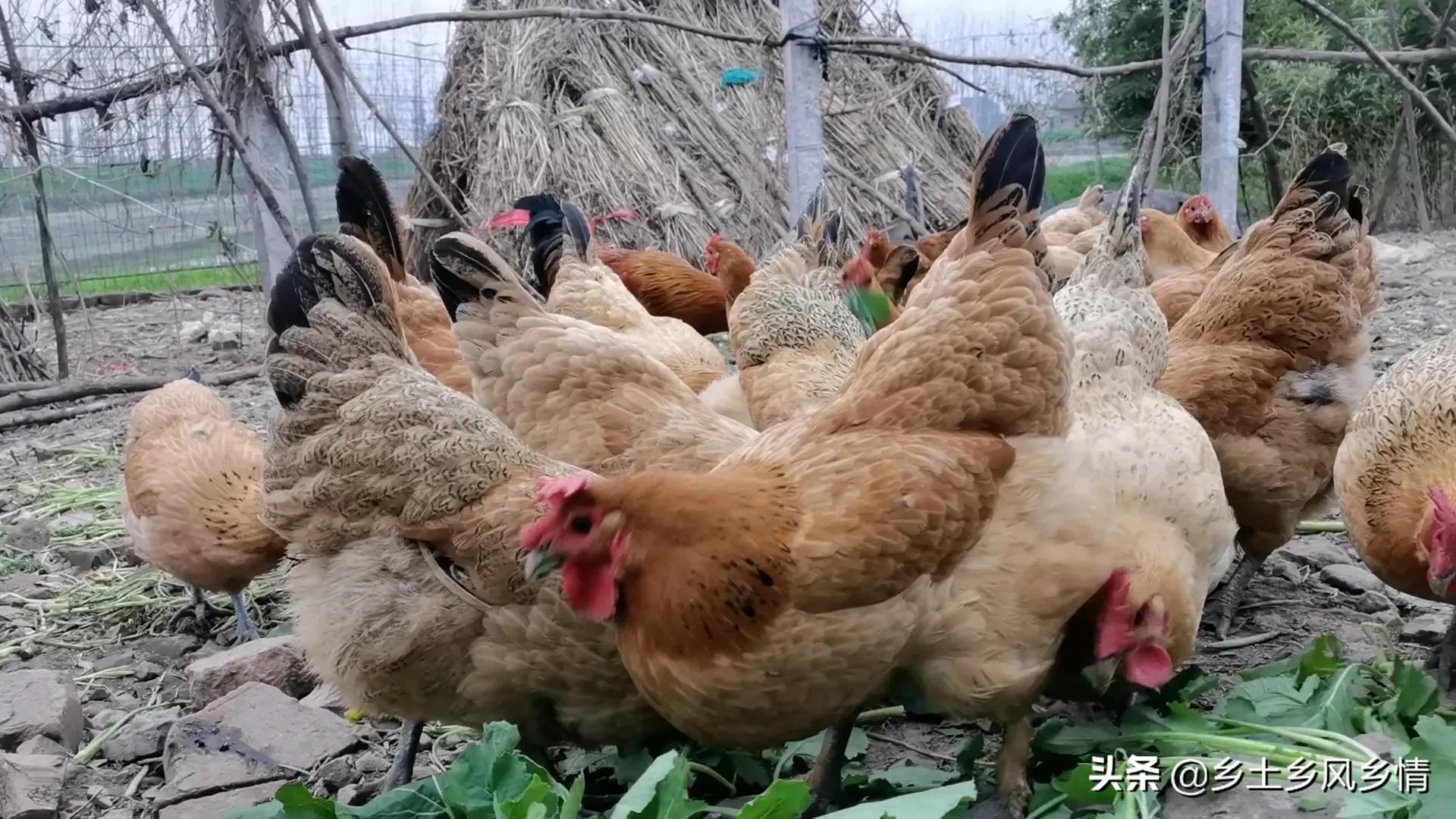 养鸡赚钱利润大吗_养什么鸡种最赚钱_养种鸡利润怎样