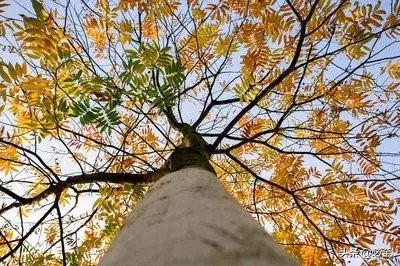 未来种植什么树最赚钱_栽树赚钱_种树挣钱