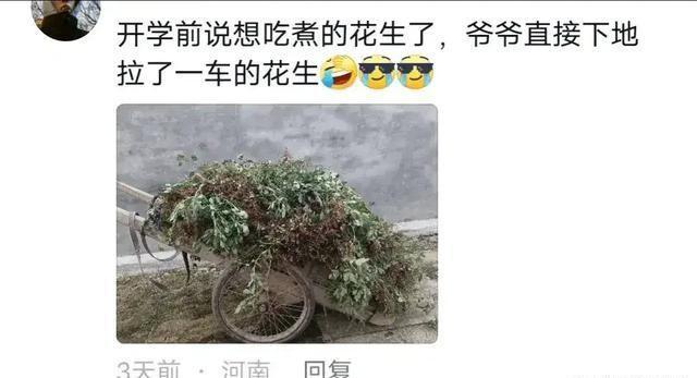 图片[4]-回老家干什么赚钱-江苏一女子在农村帮父母收玉米，火了，网友：低落了就回老家一趟-优创圈