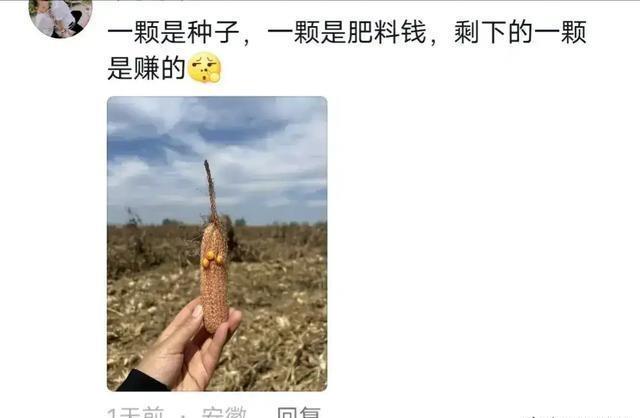 图片[6]-回老家干什么赚钱-江苏一女子在农村帮父母收玉米，火了，网友：低落了就回老家一趟-优创圈