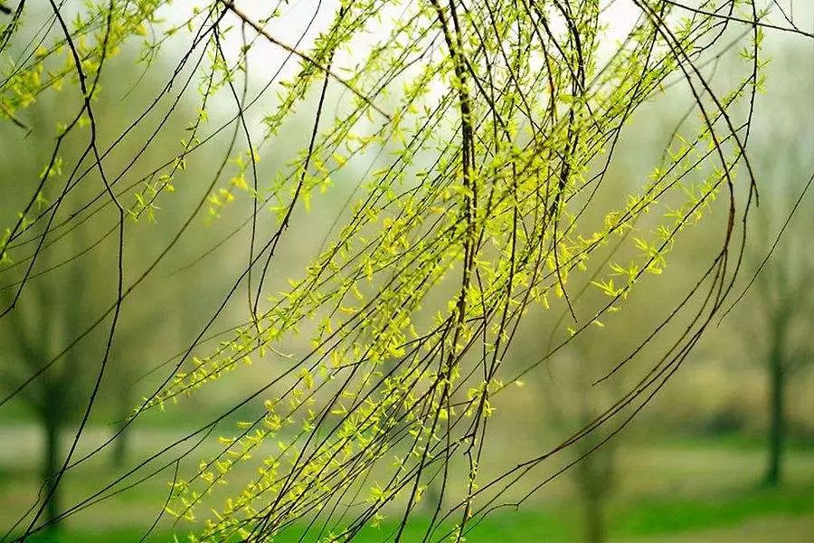 北方适合种什么树赚钱_北方种啥树苗最赚钱_北方种什么树赚钱