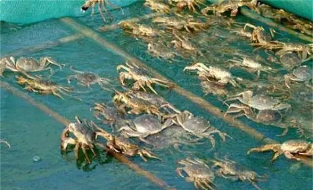 水产养殖业什么最赚钱_养殖水产业赚钱吗_养殖水产业什么最赚钱农村