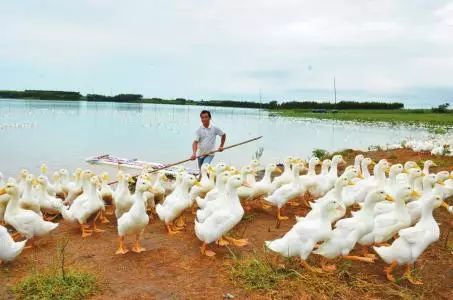水产养殖业什么最赚钱-【大预测|2018年养殖什么最赚钱！（建议收藏）】-优创圈