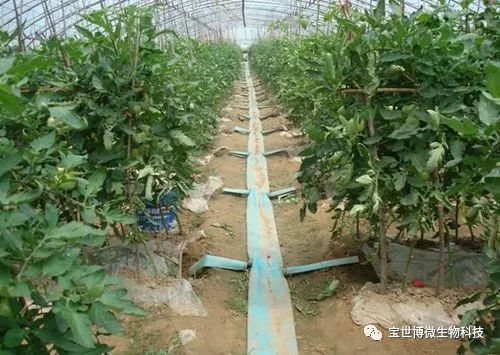 大棚种植什么最赚钱最好种_大棚种植挣钱吗_大棚种植什么赚钱快不愁卖