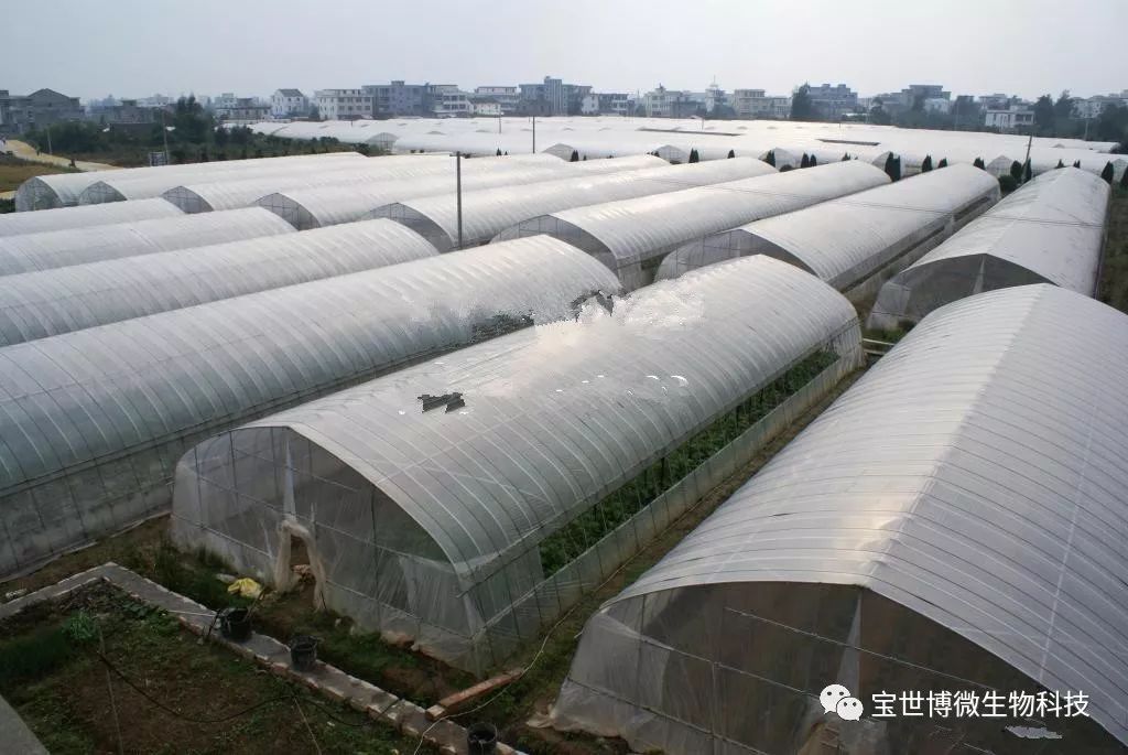 大棚种植挣钱吗_大棚种植什么最赚钱最好种_大棚种植什么赚钱快不愁卖