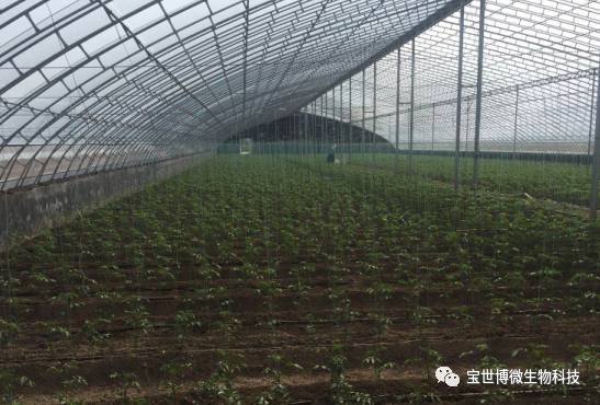 大棚种植什么赚钱快不愁卖_大棚种植挣钱吗_大棚种植什么最赚钱最好种