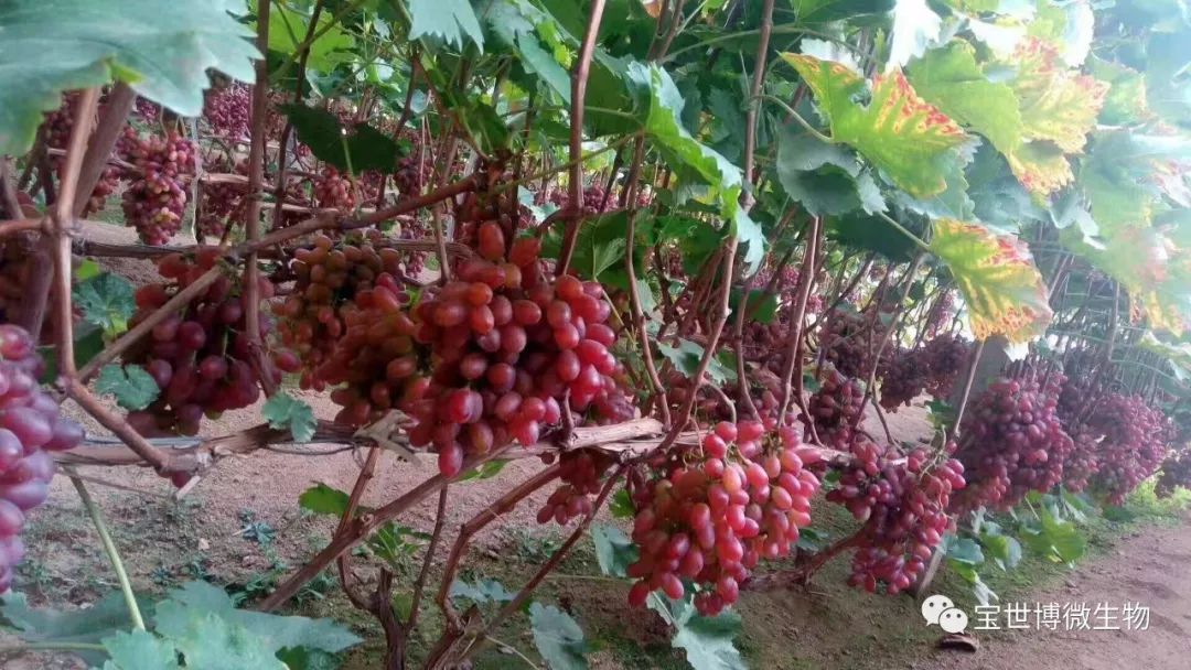 大棚种植什么赚钱快不愁卖_大棚种植什么最赚钱最好种_大棚种植挣钱吗