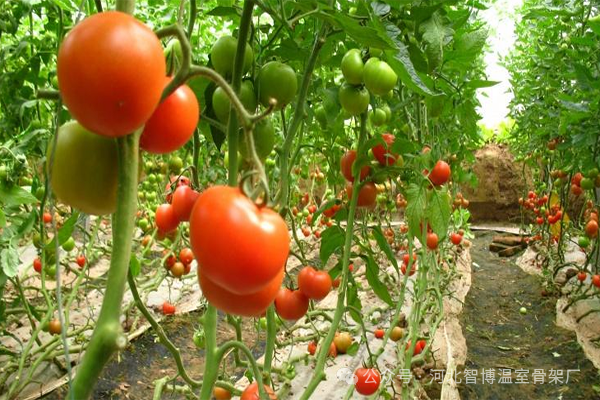 大棚种植什么最赚钱最好种-【河北智博】温室大棚种植什么赚钱快不愁销路-优创圈