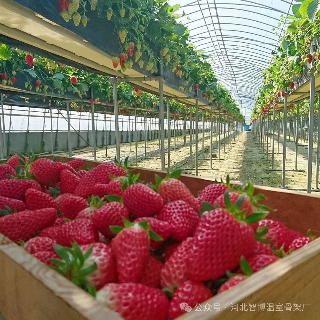 大棚种植什么最赚钱最好种_大棚种植什么利润最好_大棚种植什么赚钱快不愁卖
