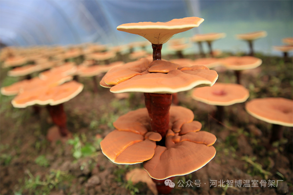 大棚种植什么赚钱快不愁卖_大棚种植什么最赚钱最好种_大棚种植什么利润最好